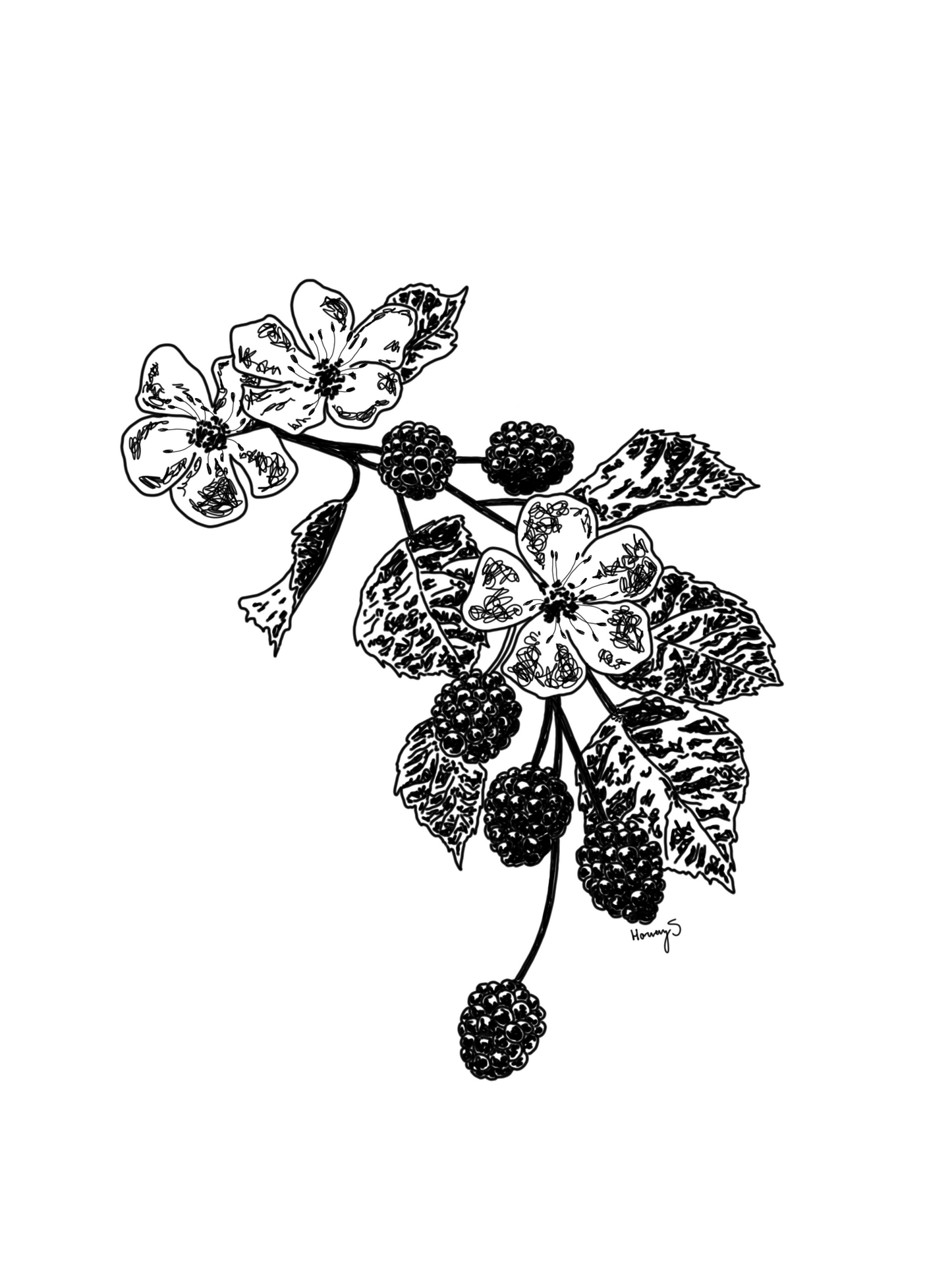 a blackberrybush