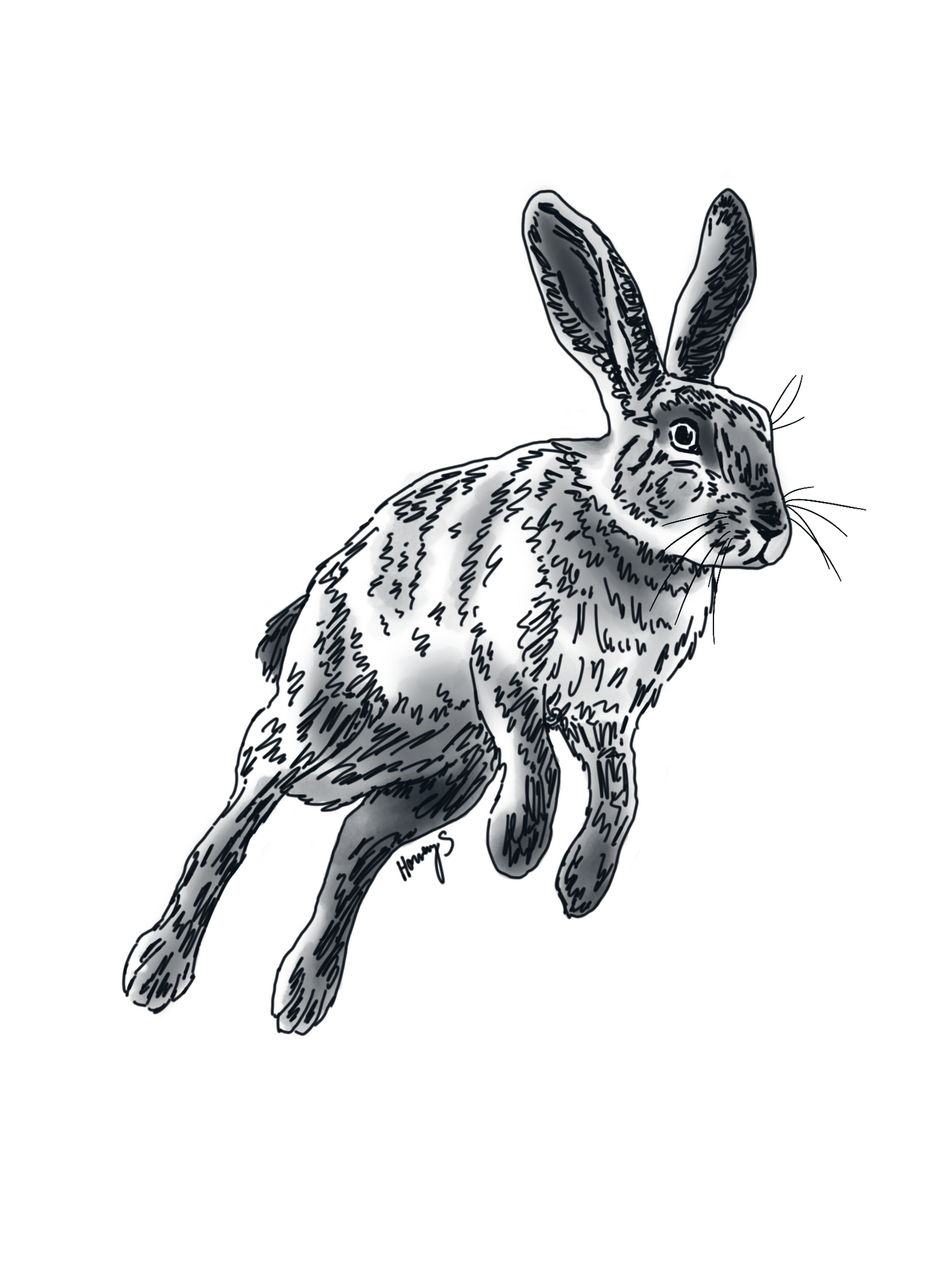 the hare