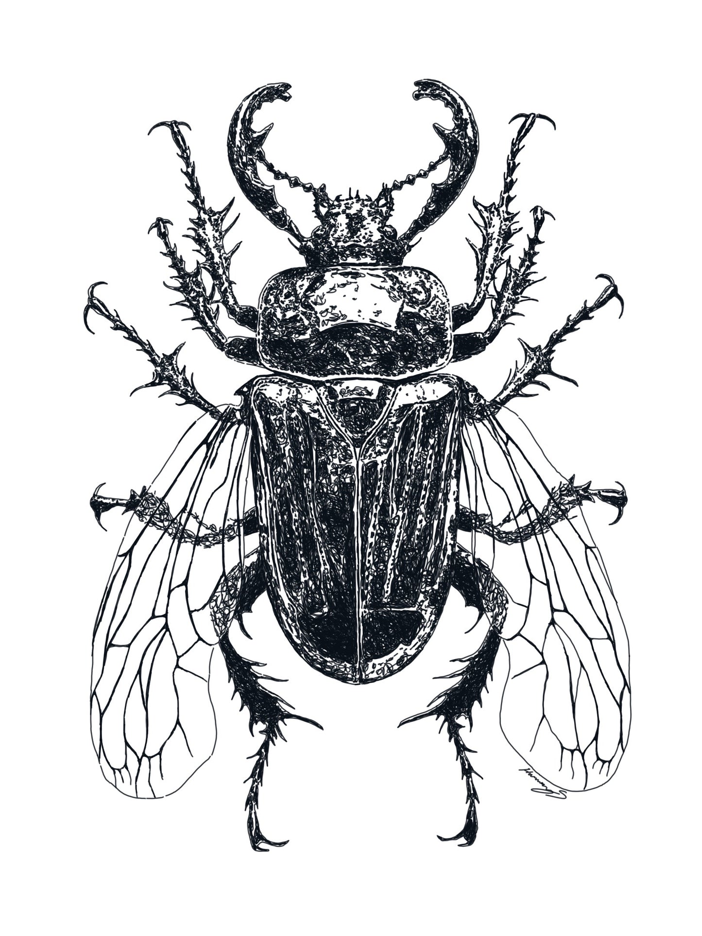 Beetle print