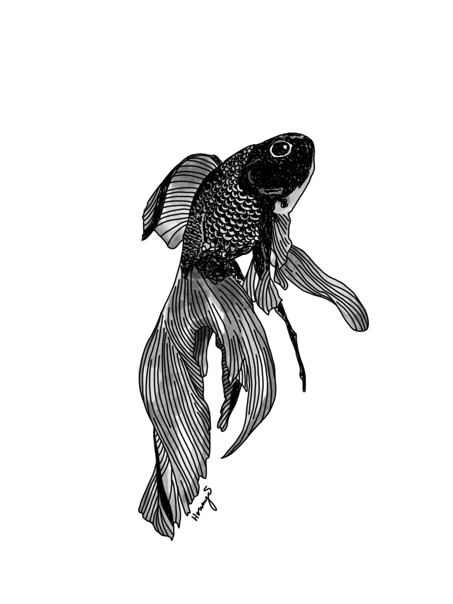 darkfish
