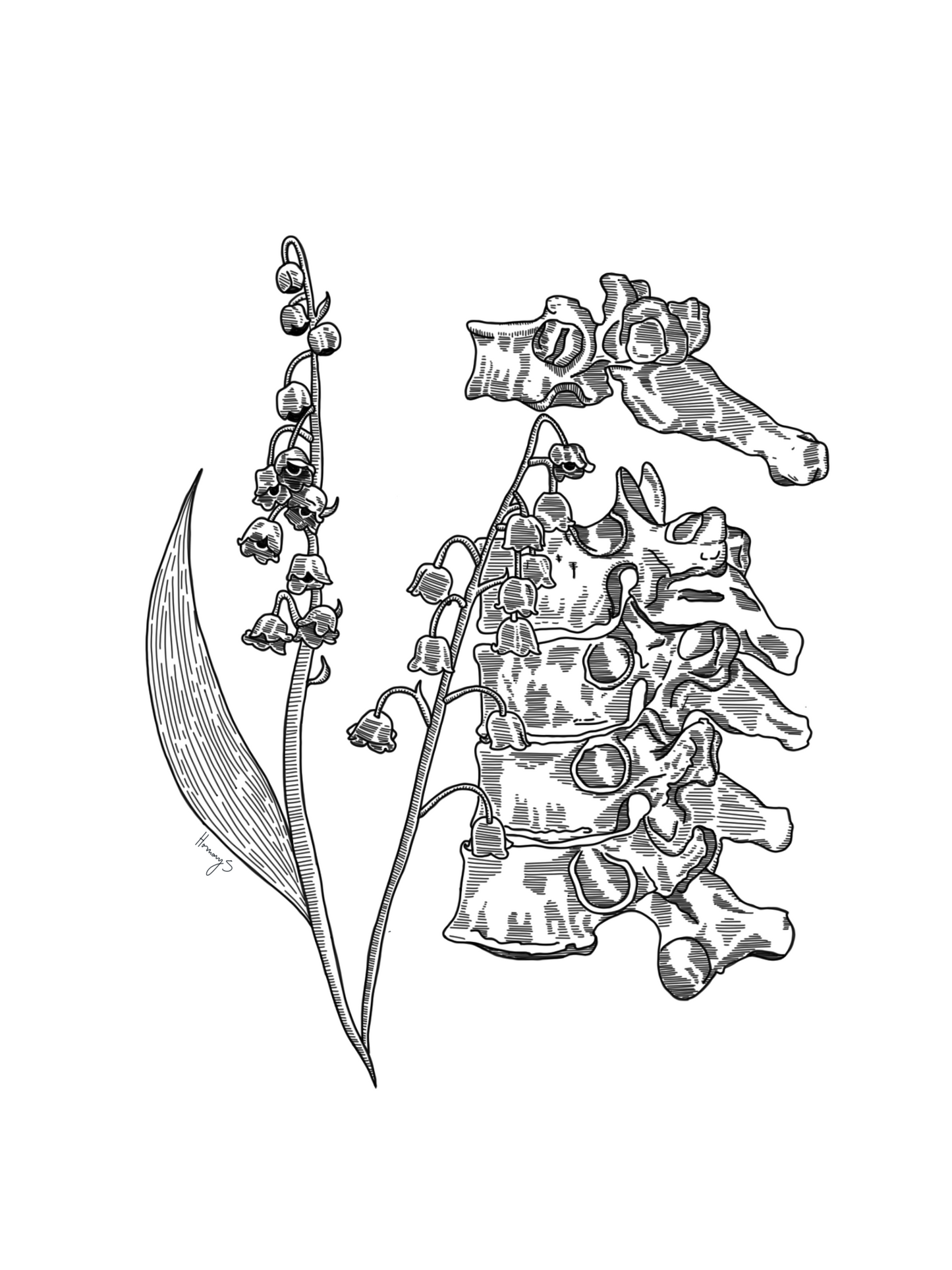 Lily + Vertebrae
